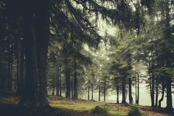 Vintage montagna nebbioso foresta sfondo — Foto Stock