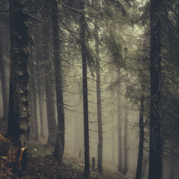 老式山迷雾森林背景 — 图库照片
