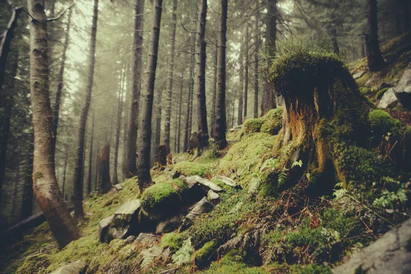 Винтажные горные туманные леса — стоковое фото