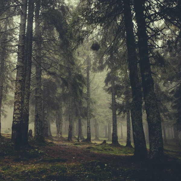 Vintage Berg neblig Wald Hintergrund — Stockfoto