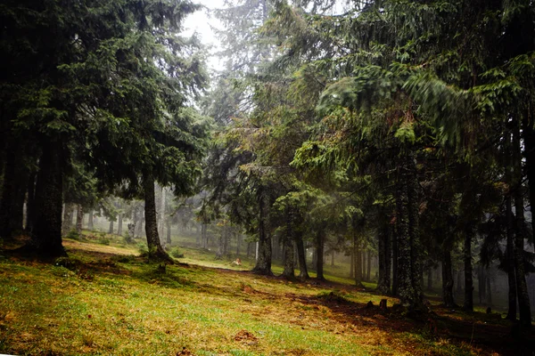 Vintage berg mistige bos achtergrond — Stockfoto