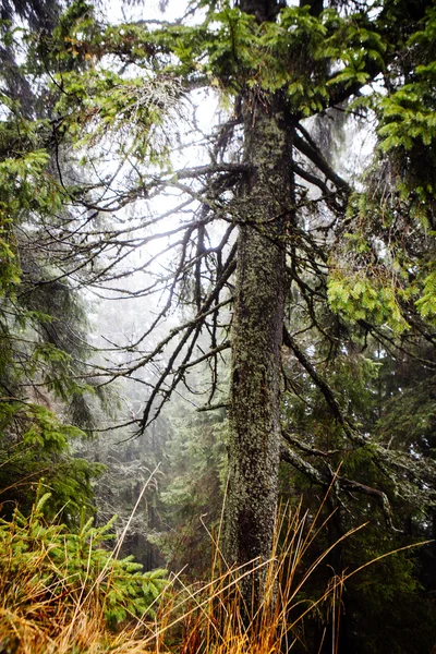 老式山迷雾森林背景 — 图库照片