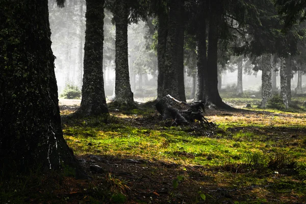 Vintage Berg neblig Wald Hintergrund — Stockfoto