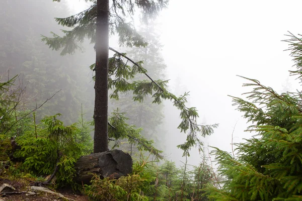 ヴィンテージ山霧の森の背景 — ストック写真