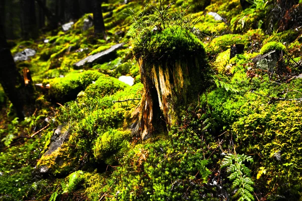 Vintage górski Las mglisty tło — Zdjęcie stockowe