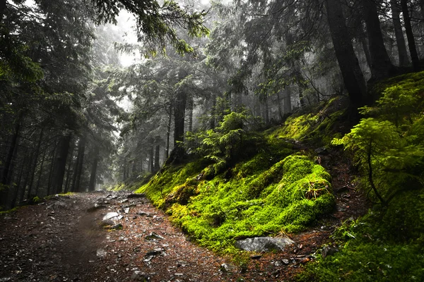Vintage dağ sisli orman arka plan — Stok fotoğraf