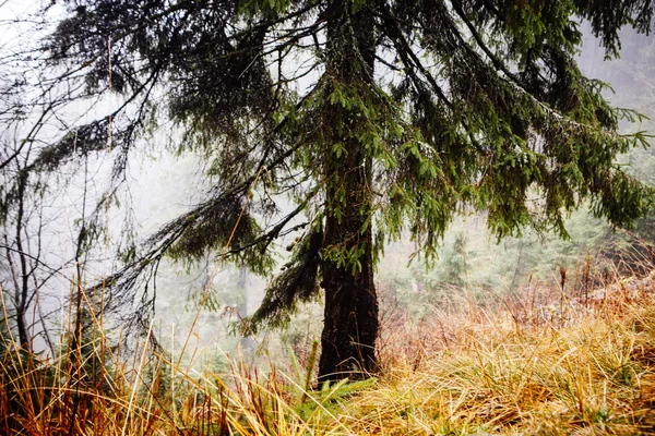 Vintage montagne brouillard forêt arrière-plan — Photo