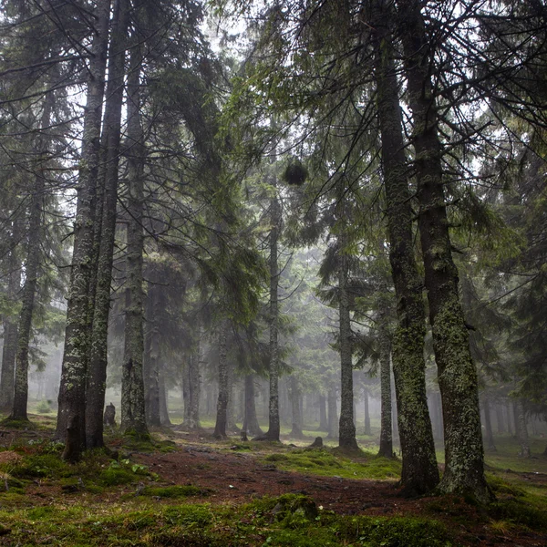 ヴィンテージ山霧の森の背景 — ストック写真