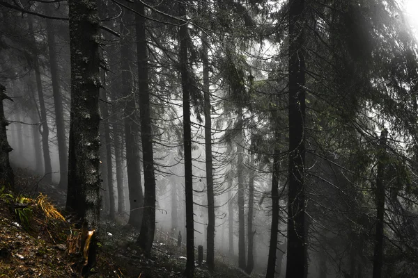 Vintage montaña niebla bosque fondo — Foto de Stock