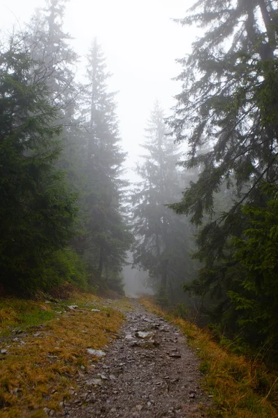 Vintage Berg neblig Wald Hintergrund — Stockfoto