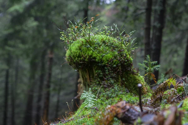 Mossy undergrowth in foggy mountain forest — Stock Photo, Image