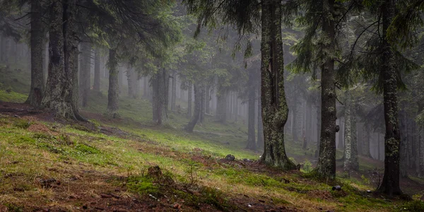 Forêt de montagne primitive avec brouillard — Photo