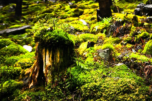 Mossy undergrowth in foggy mountain forest — Stock Photo, Image