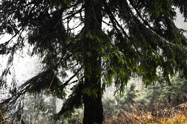 Foresta di montagna primordiale con nebbia — Foto Stock