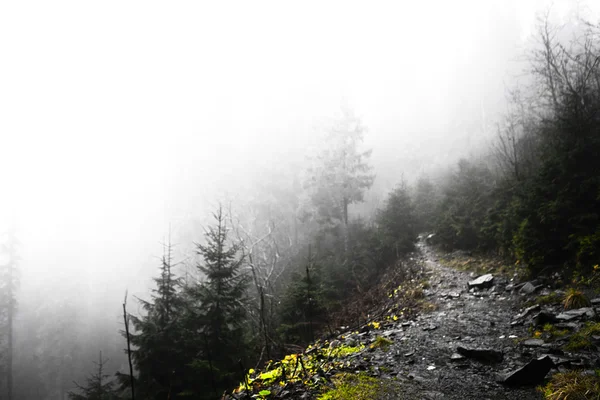 Первобытный горный лес с туманом — стоковое фото