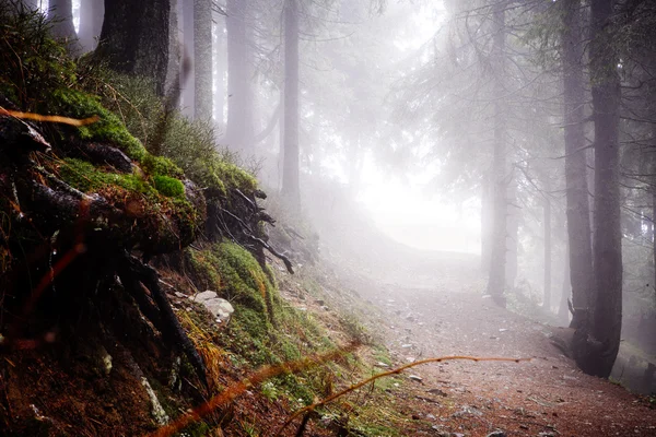 Bosque de montaña primitivo con niebla — Foto de Stock