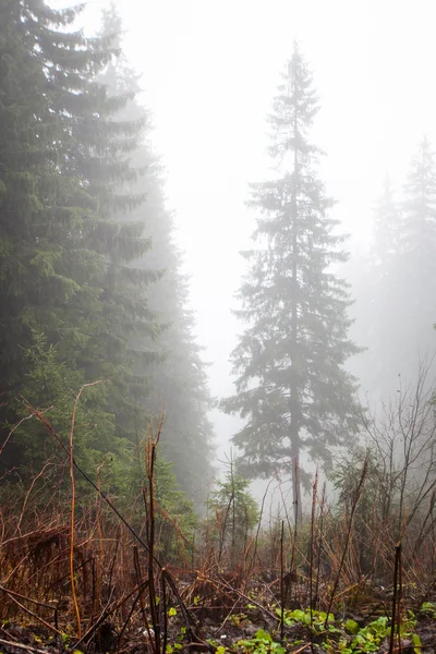 Urwald mit Nebel — Stockfoto