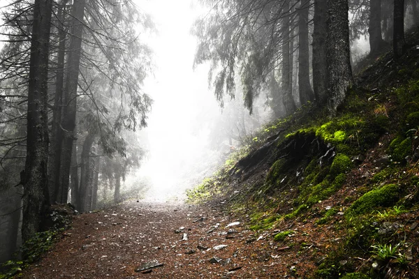 Primeval mountain forest with fog — Stock Photo, Image