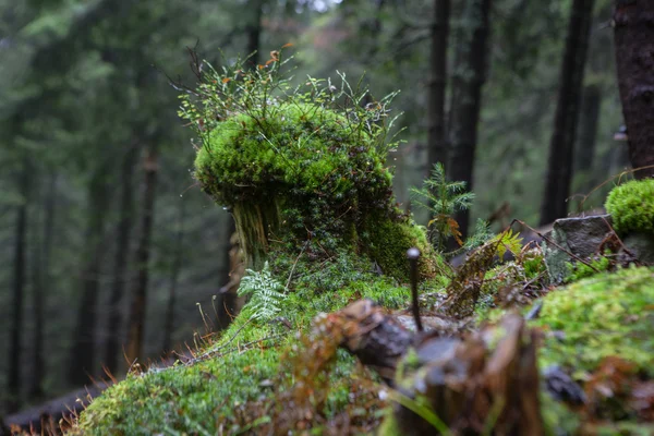 Mechate runa w mgliste górskie lasy — Zdjęcie stockowe
