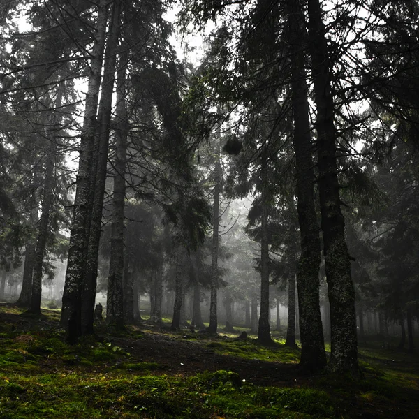 Floresta montanhosa primitiva com nevoeiro — Fotografia de Stock