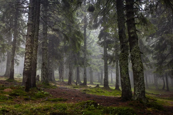 Bosque de montaña primitivo con niebla —  Fotos de Stock