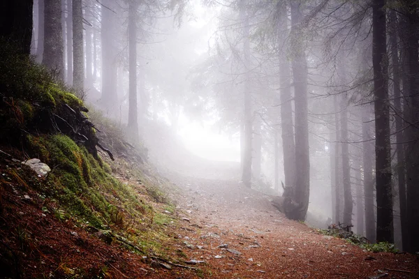 Primeval bergskog med fog — Stockfoto