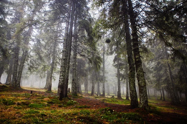 原始的山森林与雾 — 图库照片