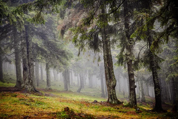 Foresta di montagna primordiale con nebbia — Foto Stock