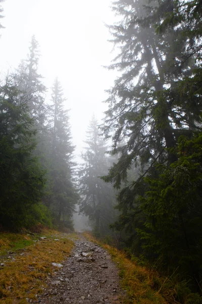 Pravěké horský les s mlhou — Stock fotografie