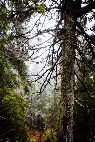 原始的山森林与雾 — 图库照片