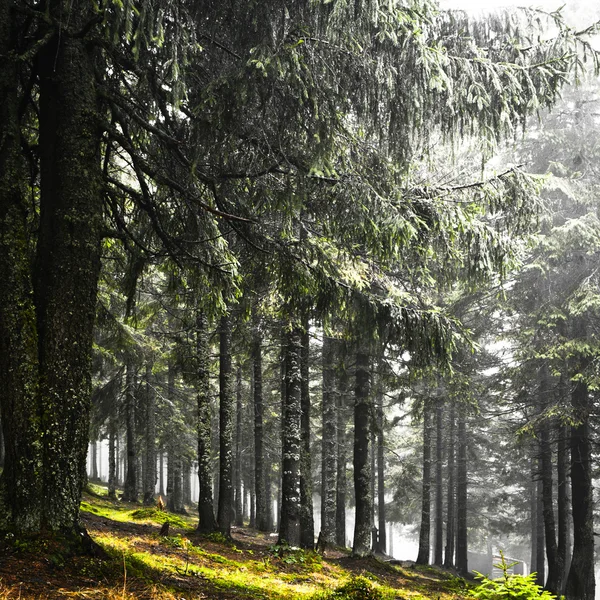 Primeval mountain forest with fog — Stock Photo, Image