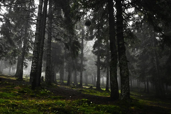 霧と原生林 — ストック写真