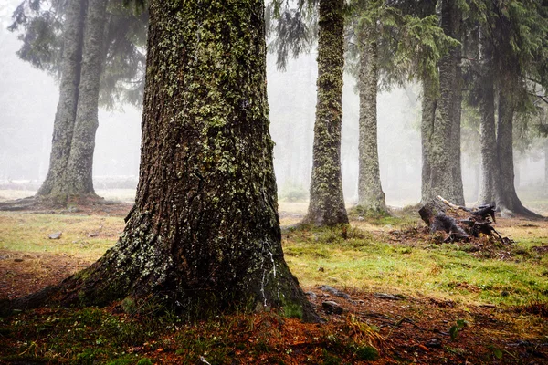 Foresta di montagna primordiale con nebbia — Foto Stock