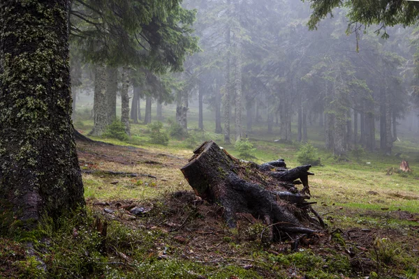 Forêt de montagne primitive avec brouillard — Photo