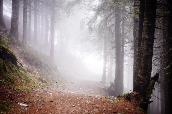 Primeval mountain forest with fog — Stock Photo, Image