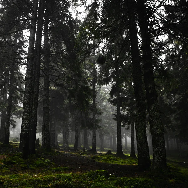 La foresta di montagna primordiale con terreno muschiato — Foto Stock