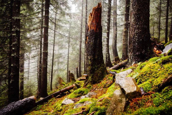 Urtids bergskog med mossed marken — Stockfoto