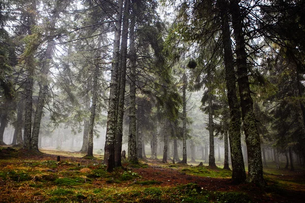 El bosque montañoso primitivo con suelo musgo — Foto de Stock