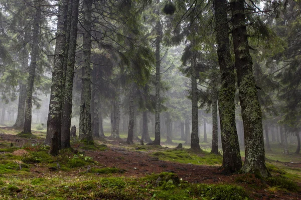 La forêt de montagne primitive avec un sol mousseux — Photo