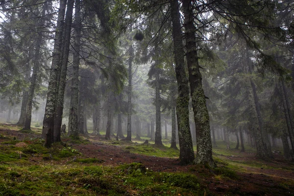 A floresta montanhosa primitiva com solo musgo — Fotografia de Stock