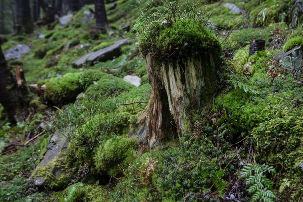 Mechový porost v mlhavém horském lese — Stock fotografie