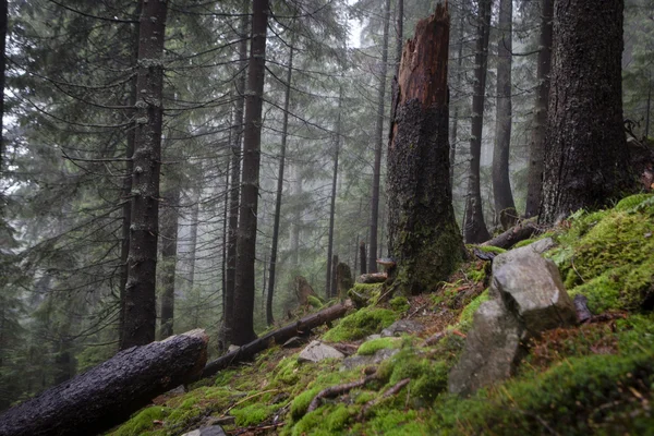 El bosque montañoso primitivo con suelo musgo —  Fotos de Stock