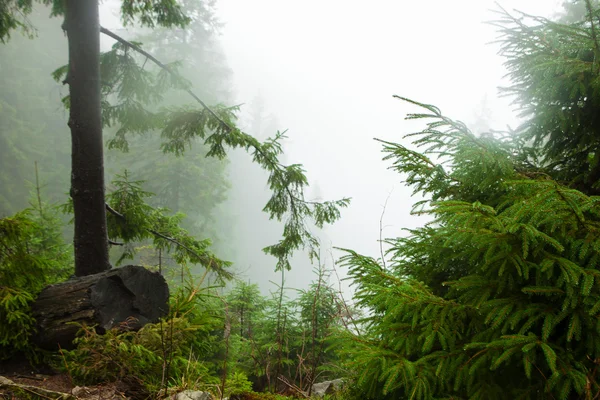Mossed zemin ile ilkel dağ orman — Stok fotoğraf
