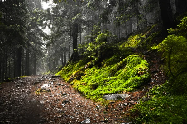 Первинний гірський ліс з мохом землі — стокове фото