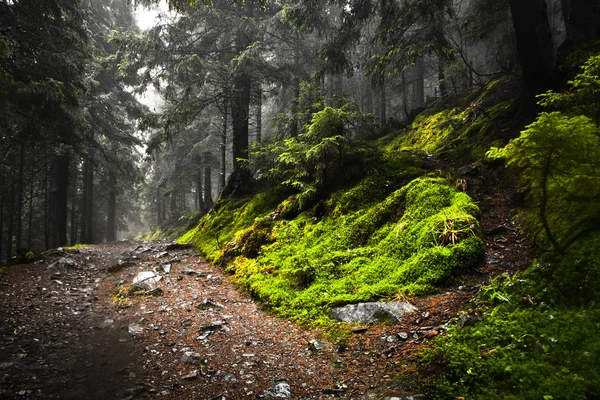 Mossed zemin ile ilkel dağ orman — Stok fotoğraf