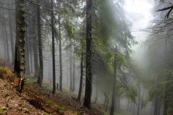 The primeval mountain forest with mossed ground — Stock Photo, Image