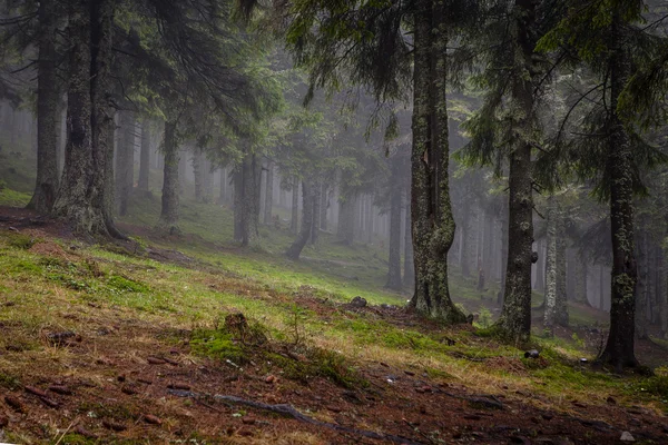 A floresta montanhosa primitiva com solo musgo — Fotografia de Stock