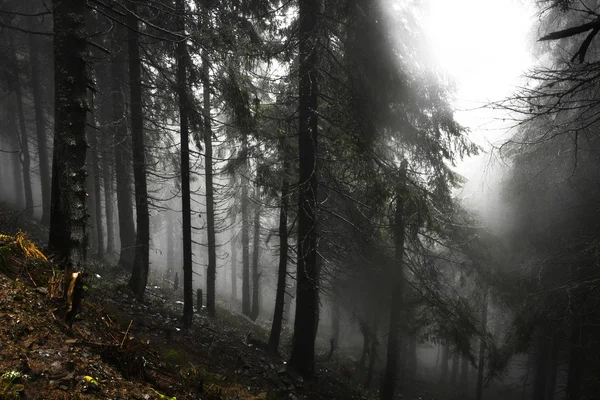 Pravěké horský les s mossed zem — Stock fotografie