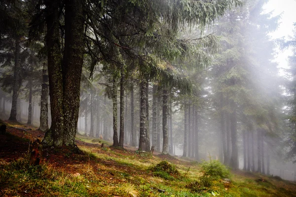 El bosque montañoso primitivo con suelo musgo —  Fotos de Stock