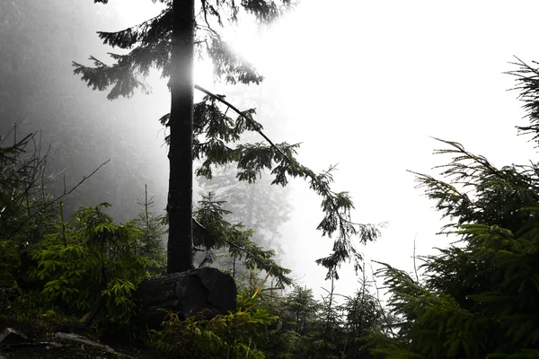 The primeval mountain forest with mossed ground